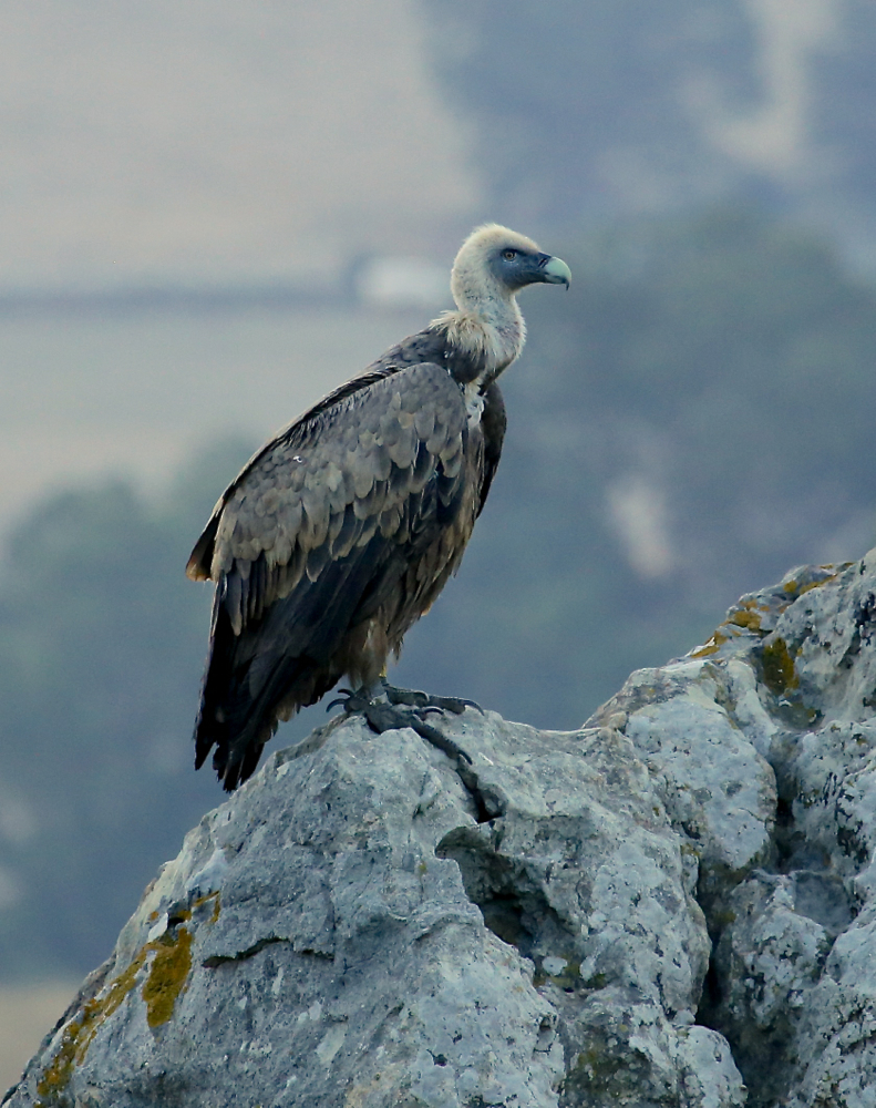 Eurasian Griffon Vulture