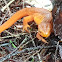 Red Spotted Newt