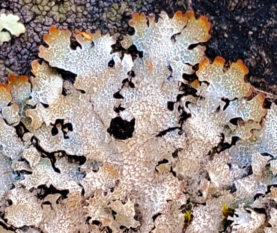 Salted shield lichen