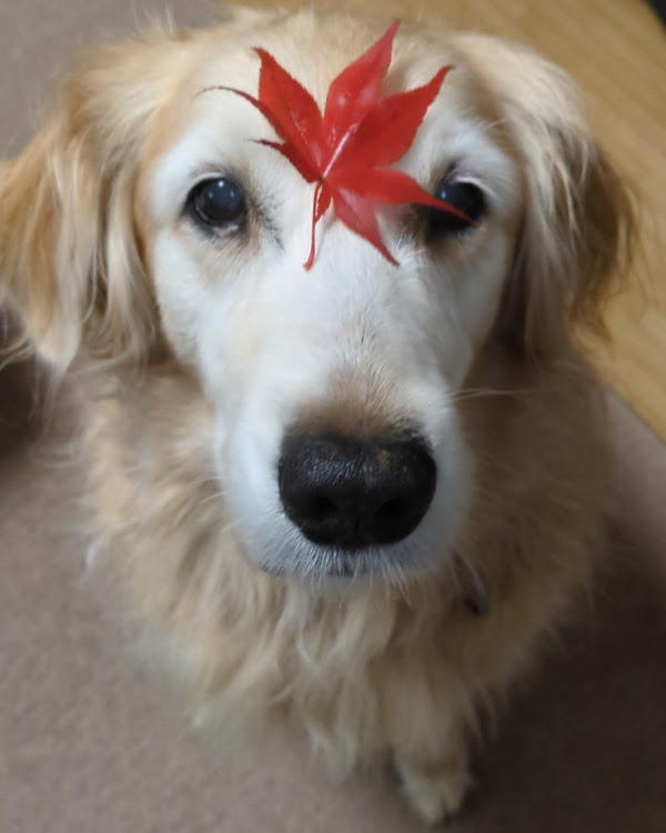 A4 セダンの今年の冬タイヤは？・11月も終わりですね・ニューホイール・ニュースタッドレス・お題に乗っかってみたに関するカスタム事例の投稿画像18枚目