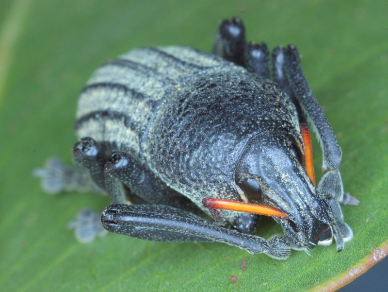 Broad nosed weevil