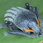 Broad nosed weevil