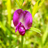 Common vetch