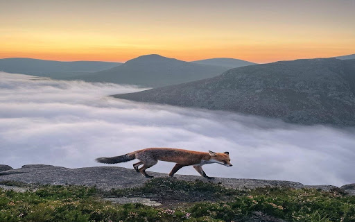 Stepping on the Sea of ​​Clouds wallpaper screenshot 1