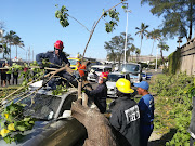 A tree fell onto three cars travelling into Durban's CBD on Monday.