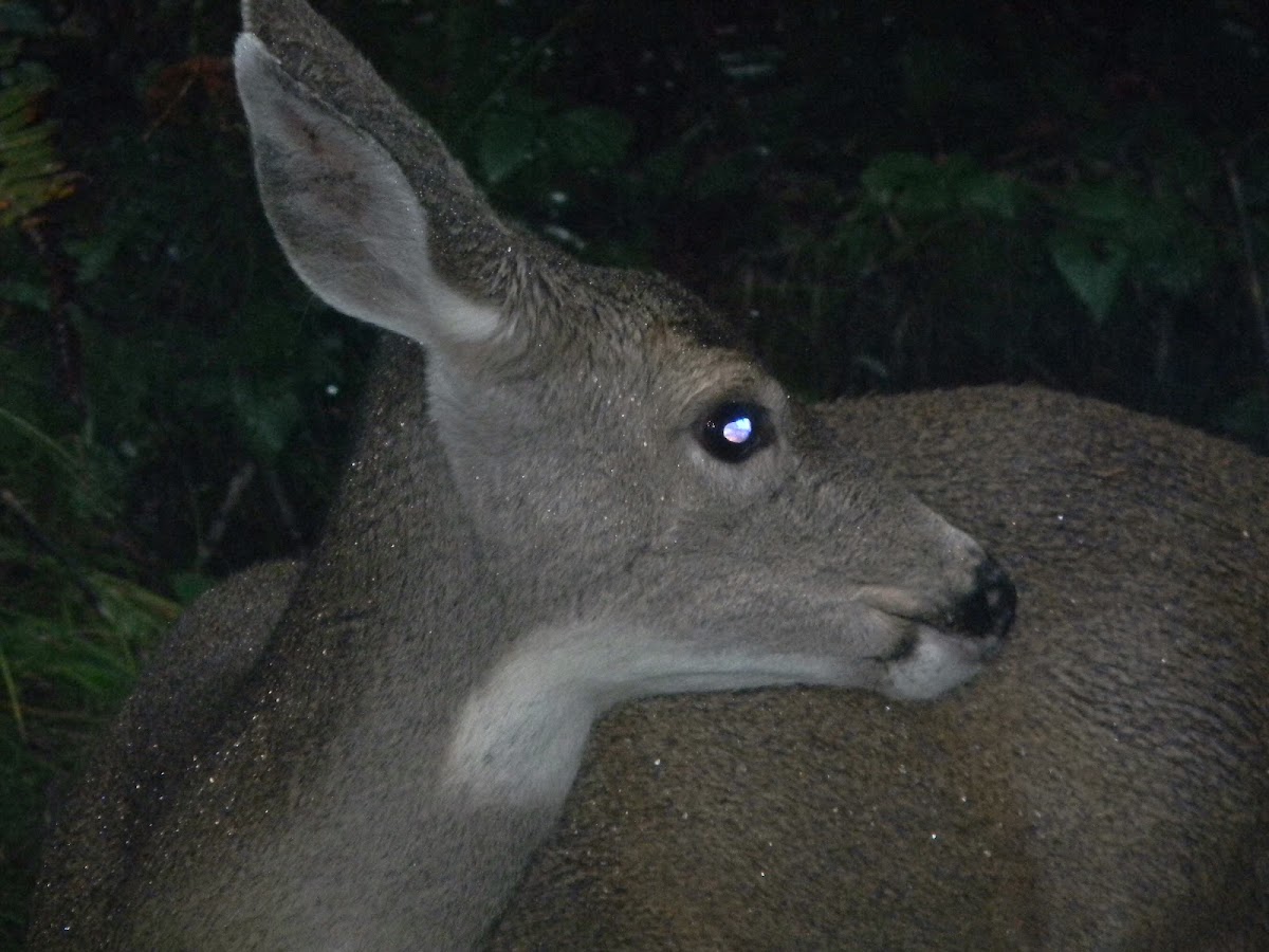 Venado :: Columbian Black tailed Deer