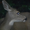 Venado :: Columbian Black tailed Deer