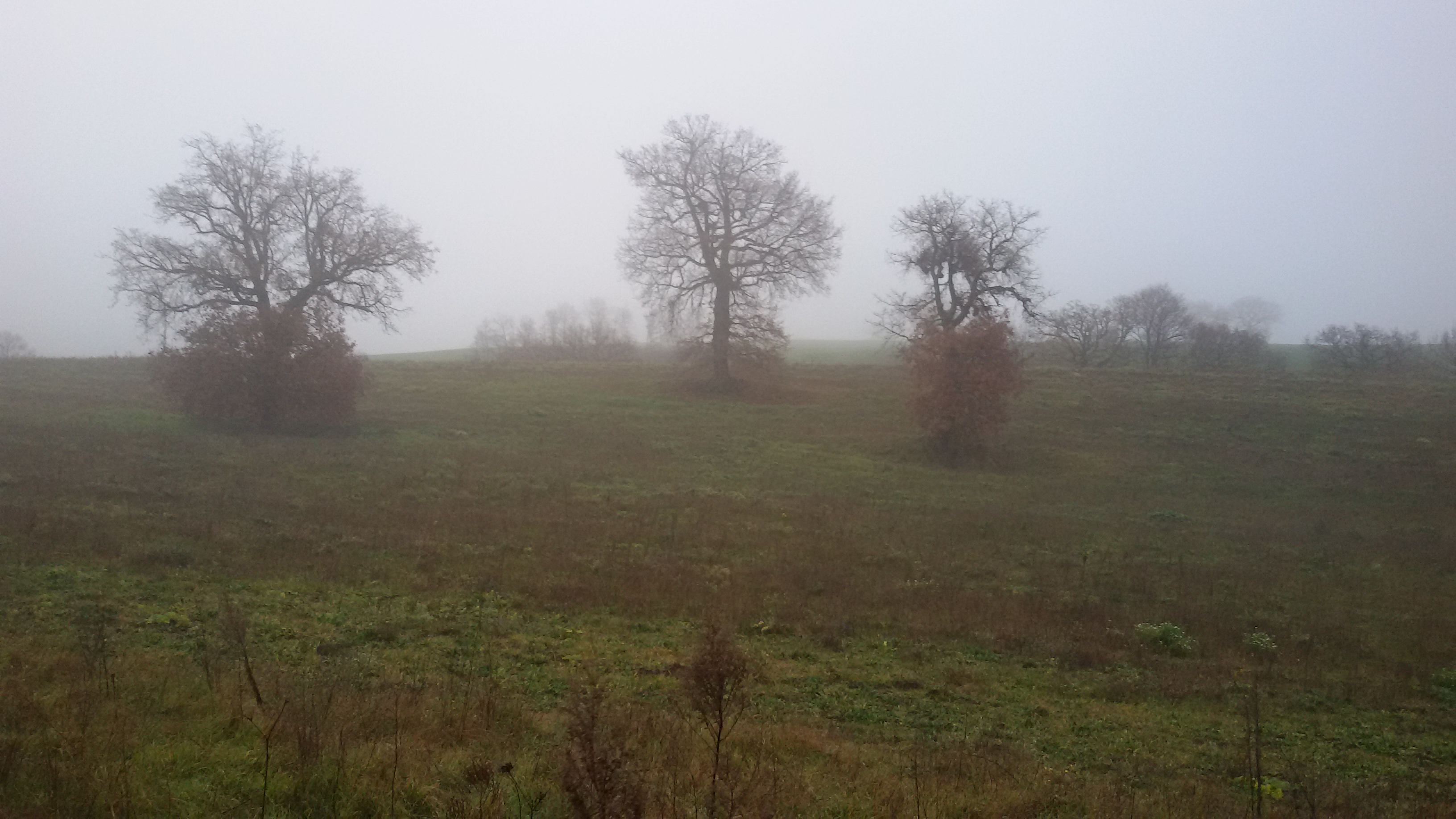 Fog on the hill di utente cancellato