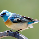 Lazuli Bunting