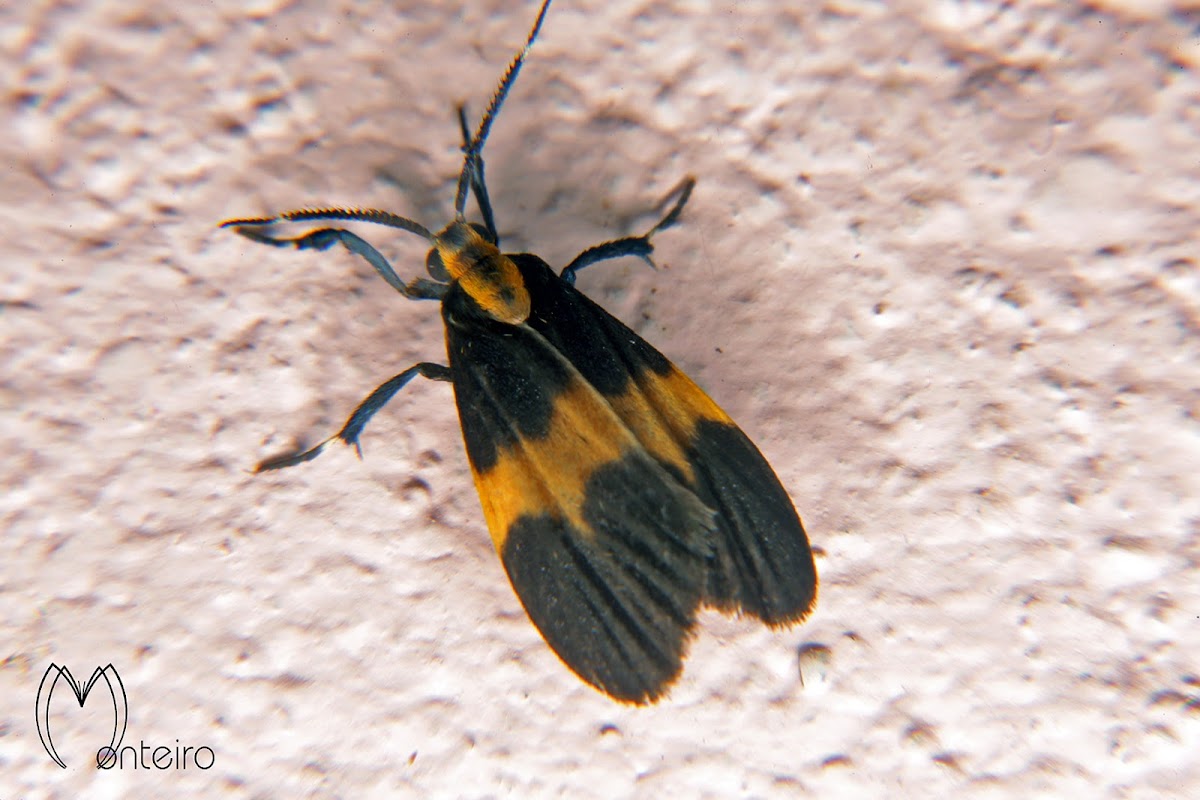 Erebid moth