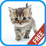 Cat Sounds Ringtones Apk