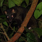 Asian palm civet