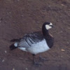 barnacle goose