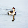 Black-necked grebe