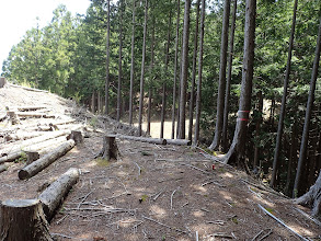 尾根は林道に挟まれ