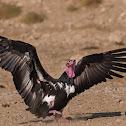 Red-headed Vulture