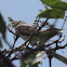 Gray Kingbird