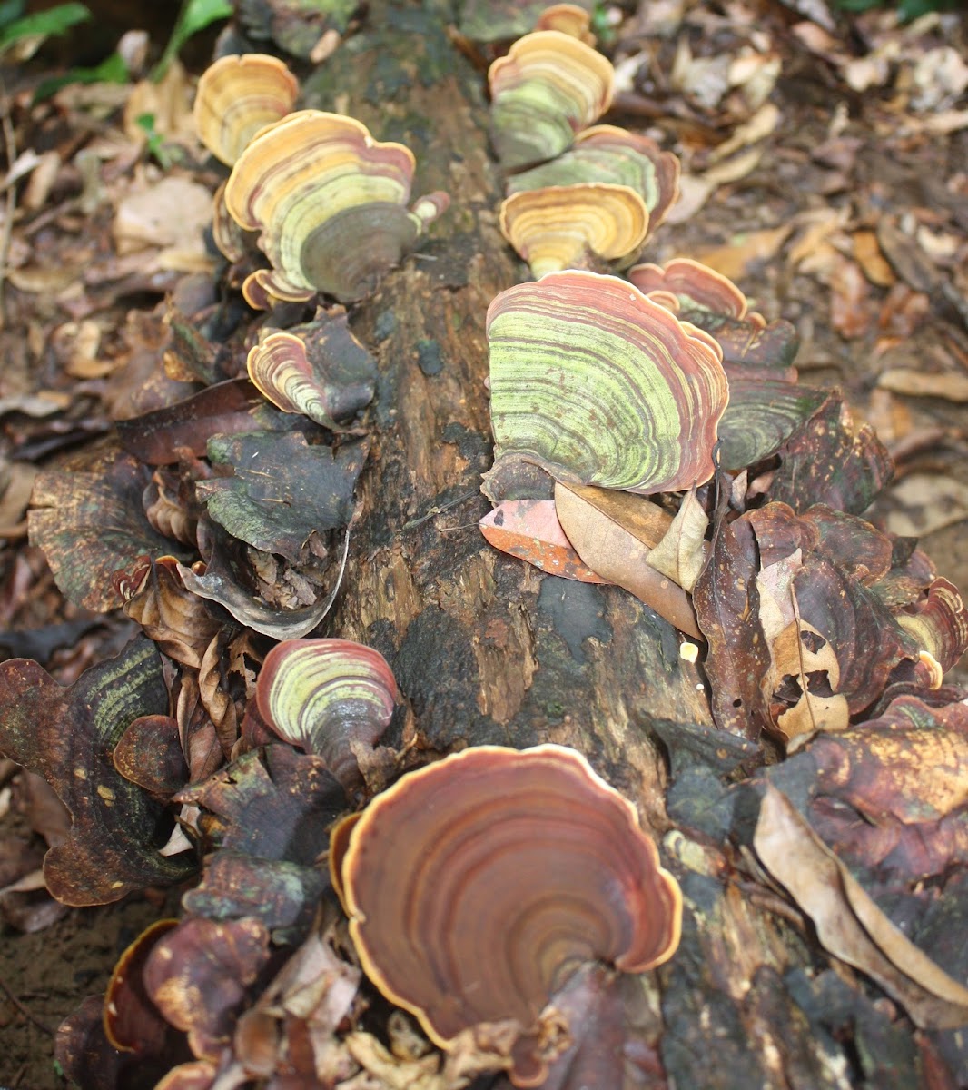 Bracket Fungi