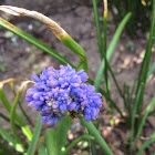 Grape Hyacinth