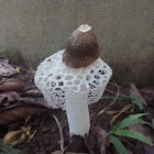 Bridal Veil Stinkhorn