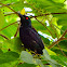 Asian Glossy Starling