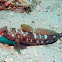 Red-mouthed goby