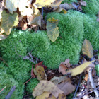 Moss