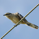 Chalk-browed mockingbird