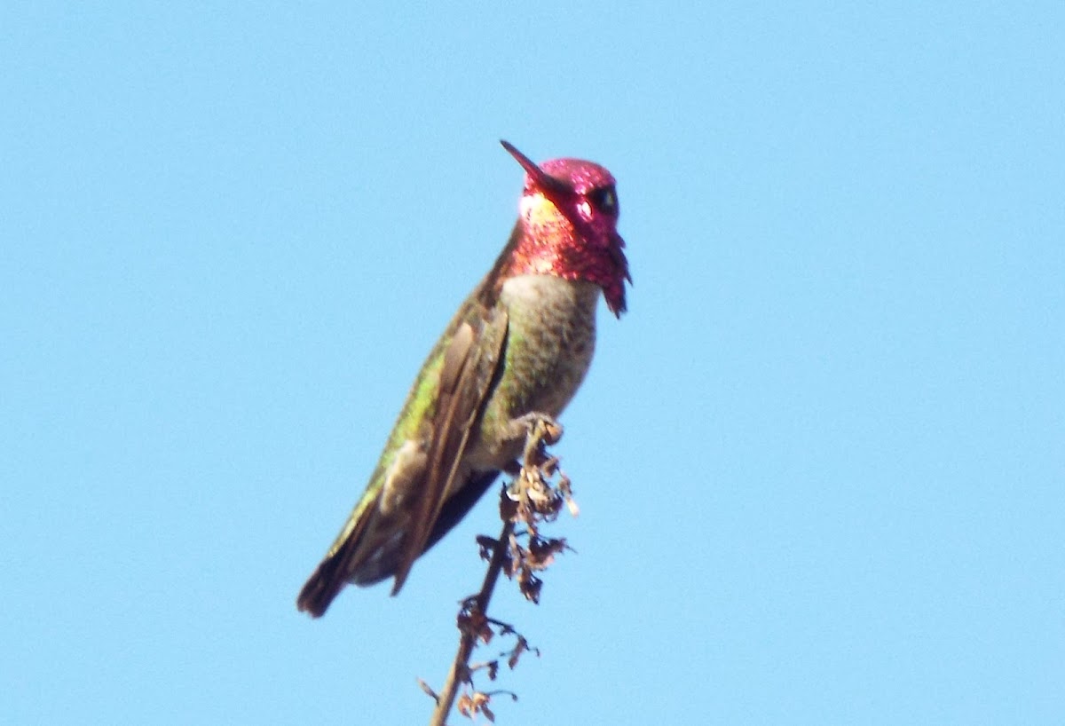 Anna's Hummingbird