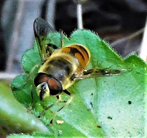 Bee mimic drone fly (female)