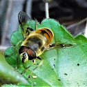 Bee mimic drone fly (female)