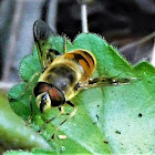 Bee mimic drone fly (female)