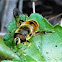 Bee mimic drone fly (female)