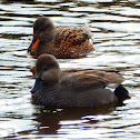 Gadwall