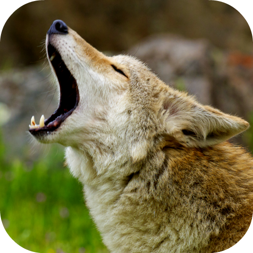 Coyote Sounds Aplicații Pe Google Play