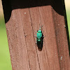 Cuckoo wasp