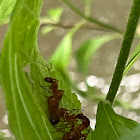 Chestnut Carpenter Ants