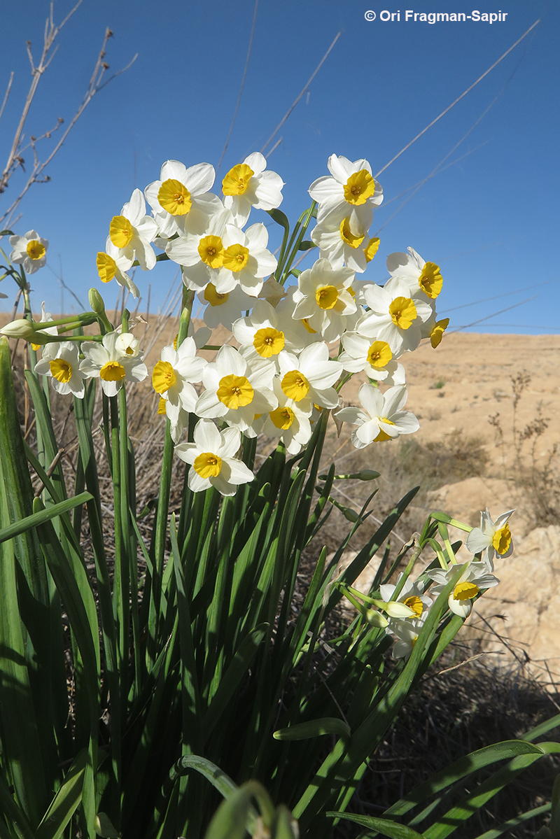 Common Narcissus