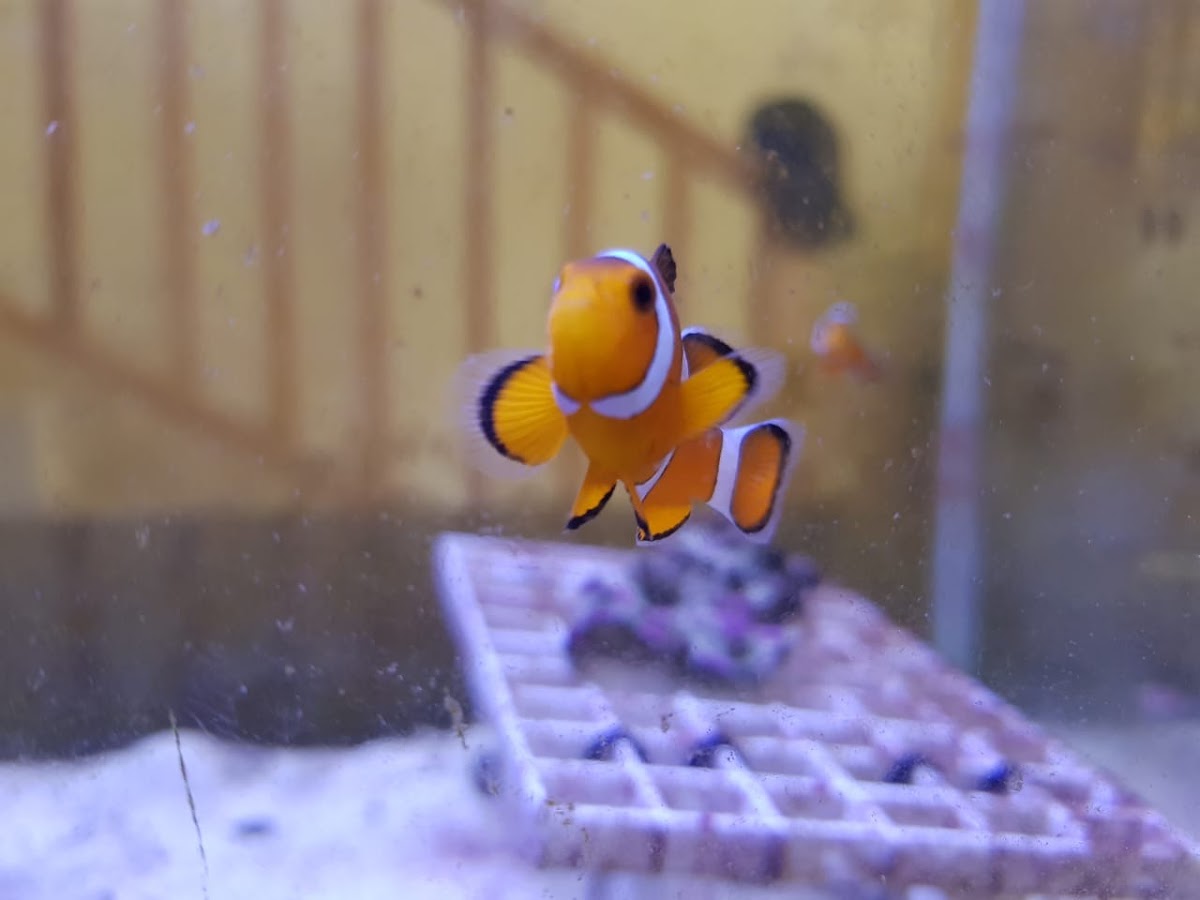 Clownfish