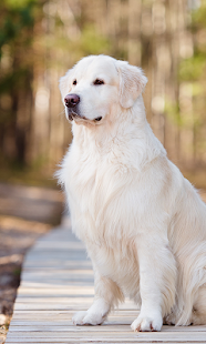 Dogs Live Wallpaper (Wallpapers & Backgrounds) - náhled