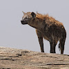 Hiena manchada (Spotted hyena)