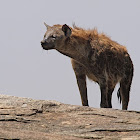 Hiena manchada (Spotted hyena)