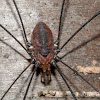 Harvestmen