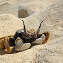 Horned ghost crab