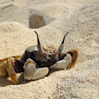 Horned ghost crab