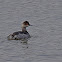 Eared Grebe