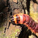 Goat moth Caterpillar