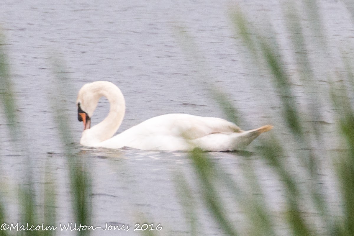 Mute Swan