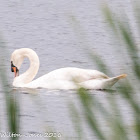 Mute Swan