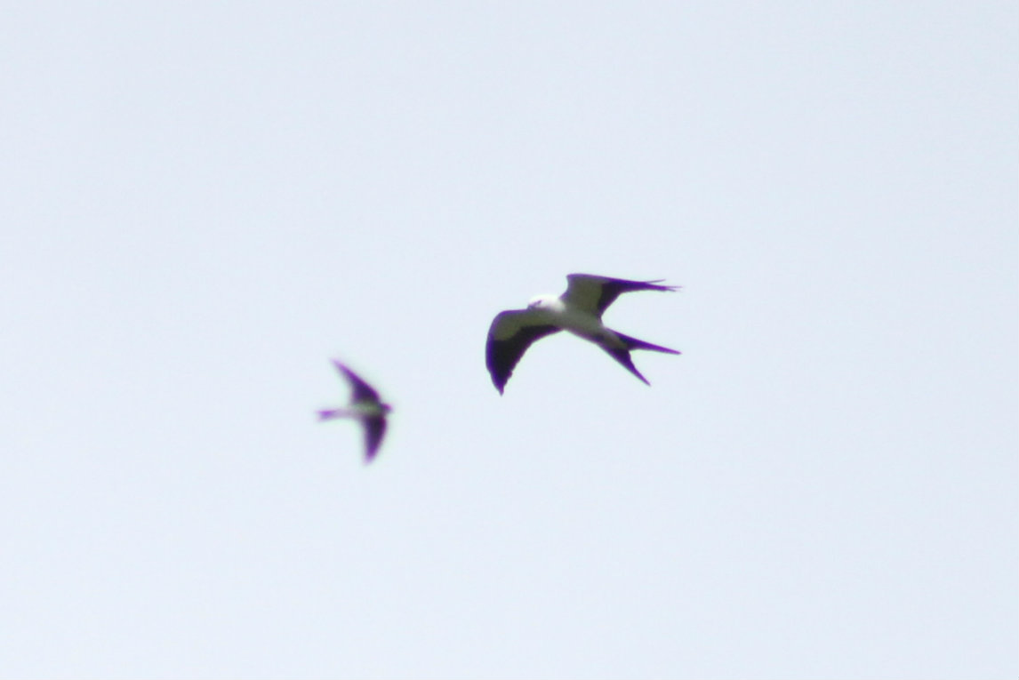 Swallow-tailed Kite